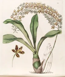 Grammatophyllum scriptum var. scriptum